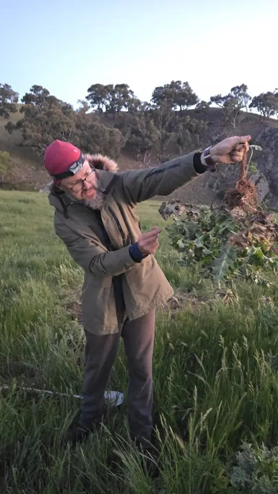 Weeding horticulture pasture weed management